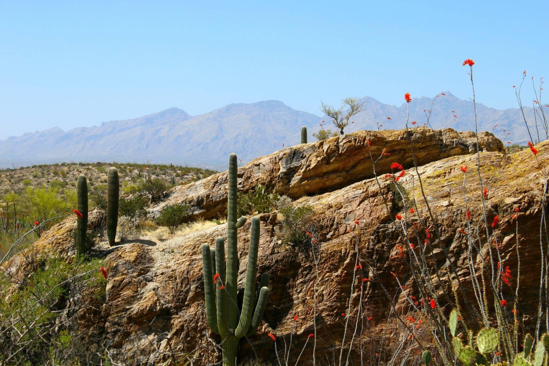 Paysage désertique avec cactus saguaro, fleurs rouges et montagnes arides en arrière-plan sous ciel bleu