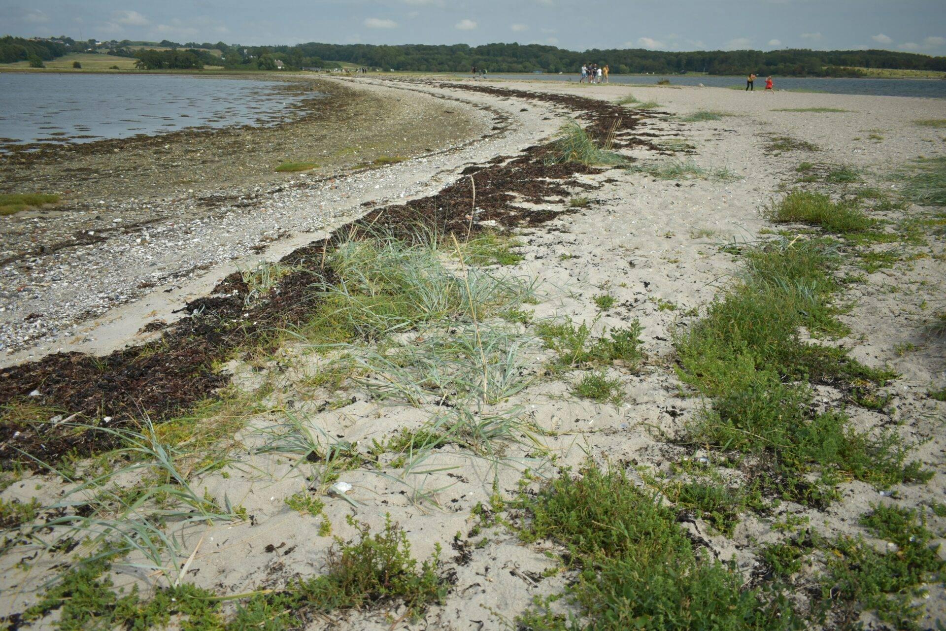 Une plage de galets avec herbes sauvages, côte rocheuse et eau calme sous ciel dégagé