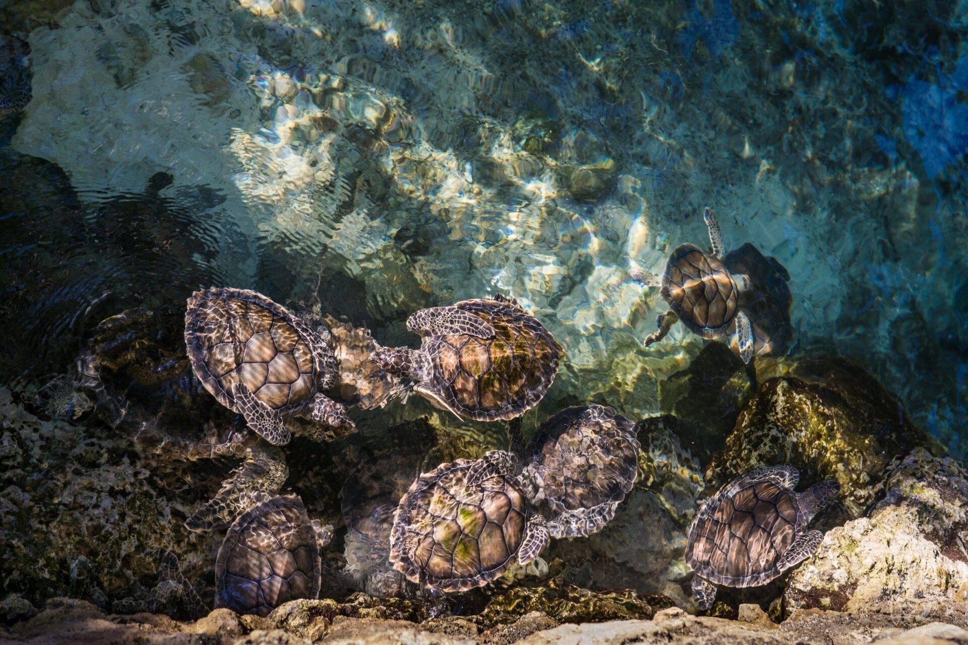 Un groupe de tortues marines en eaux peu profondes près de roches couvertes d’algues
