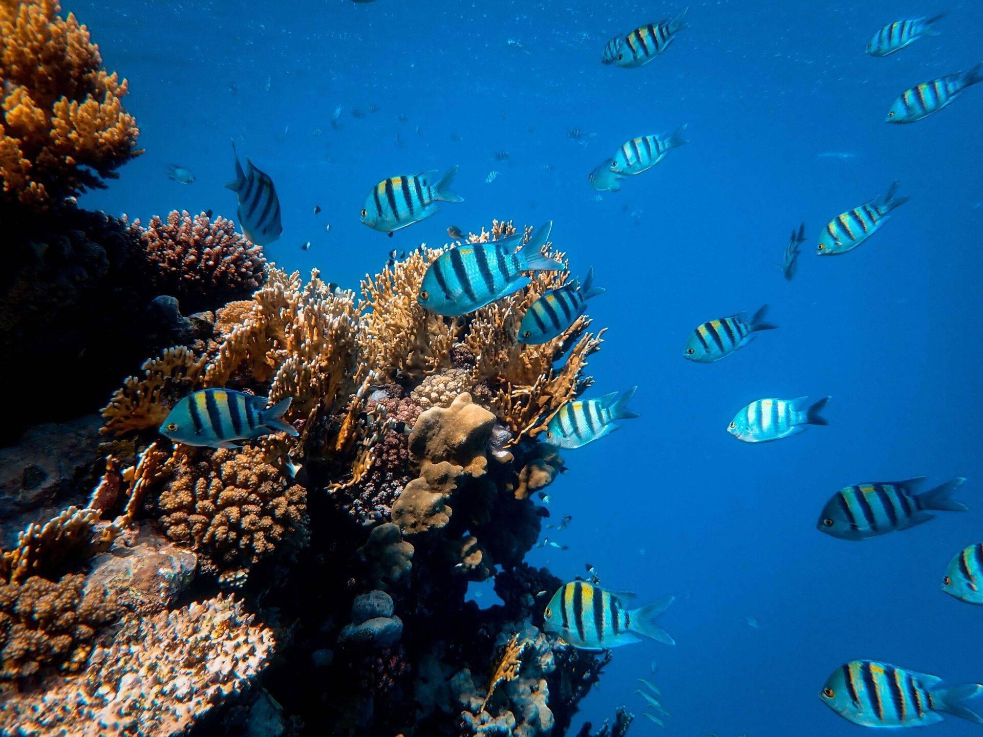 Un récif corallien coloré avec des poissons-chirurgiens rayés bleus et jaunes en eau turquoise cristalline