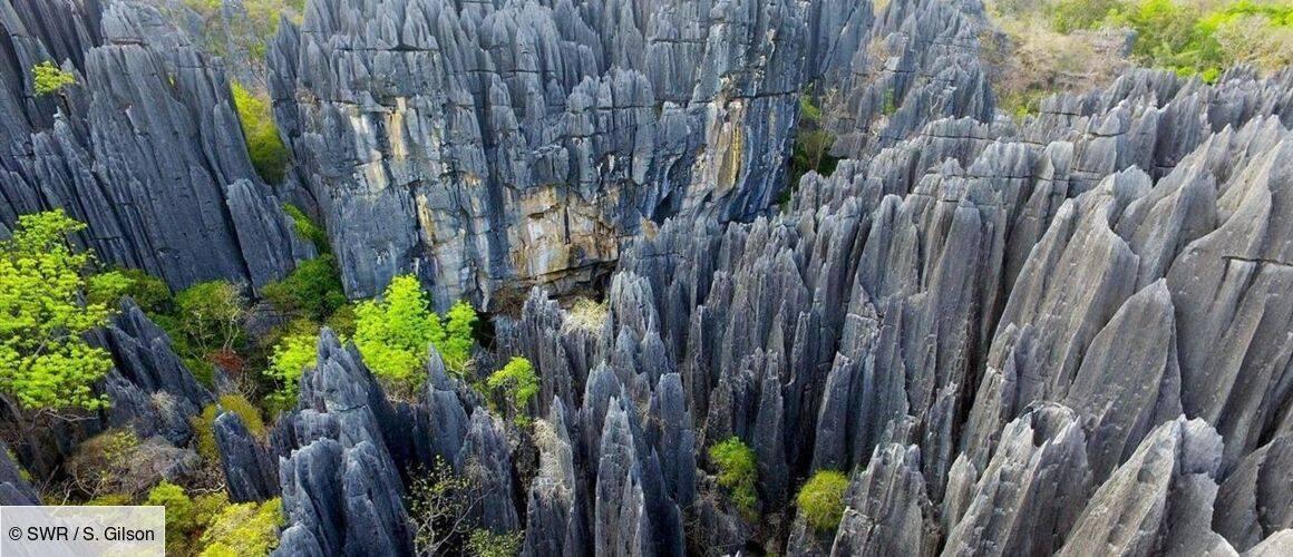 Formations rocheuses calcaires pointues d’une forêt de pierre avec végétation verte éparse entre les pics