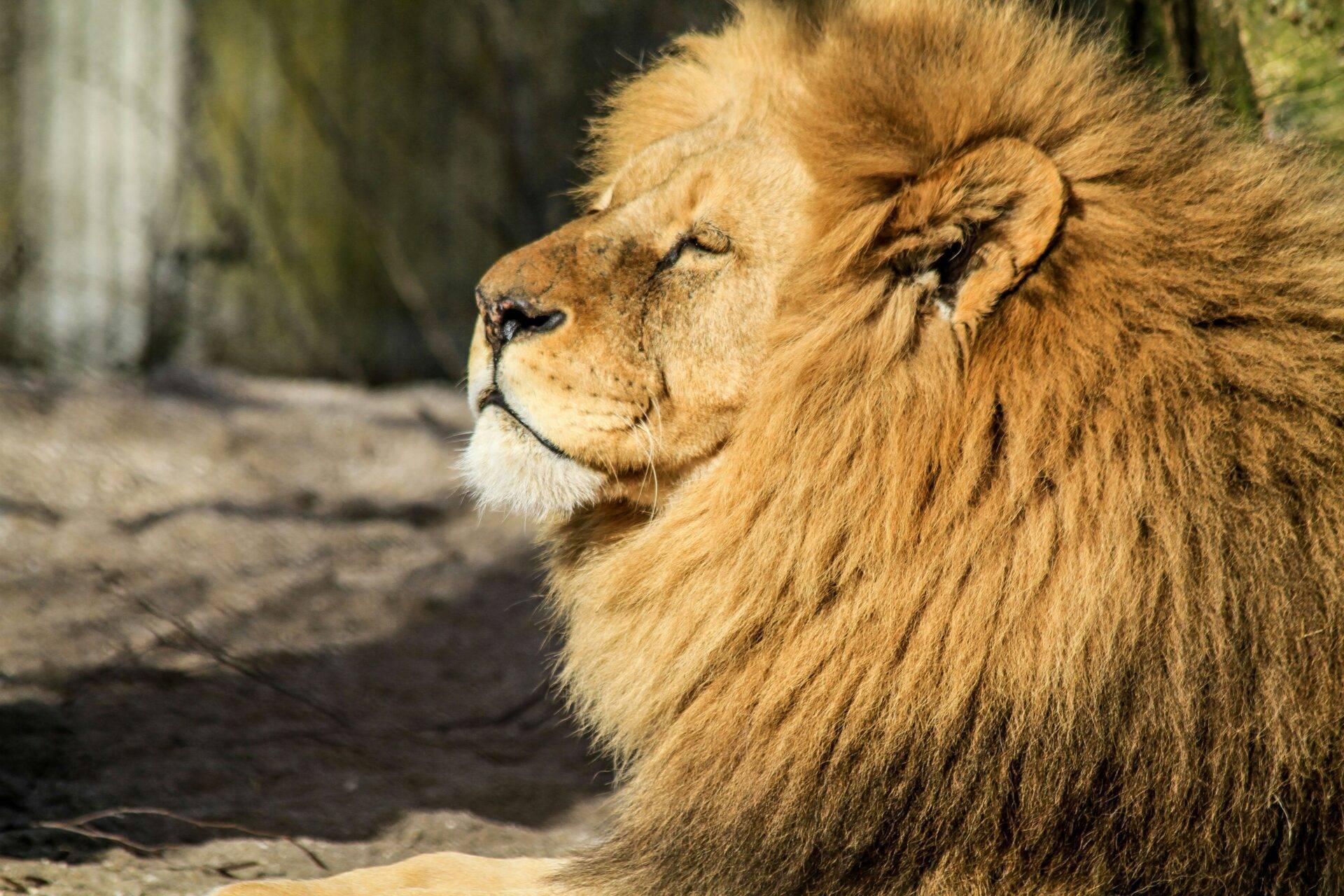 Un lion à crinière imposante en gros plan de profil dans un enclos de zoo ou réserve animalière