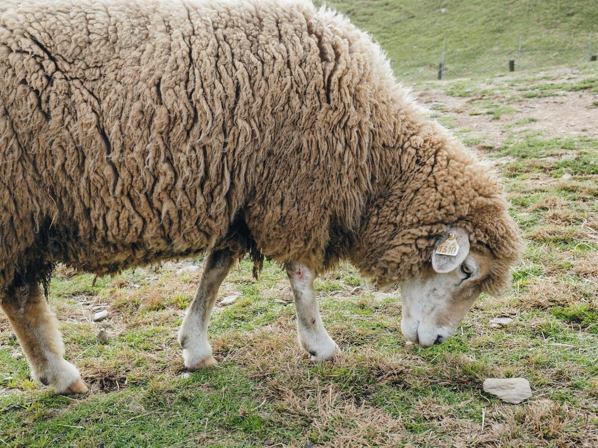 Un mouton au pelage épais portant une cloche paît dans un pâturage montagneux herbeux