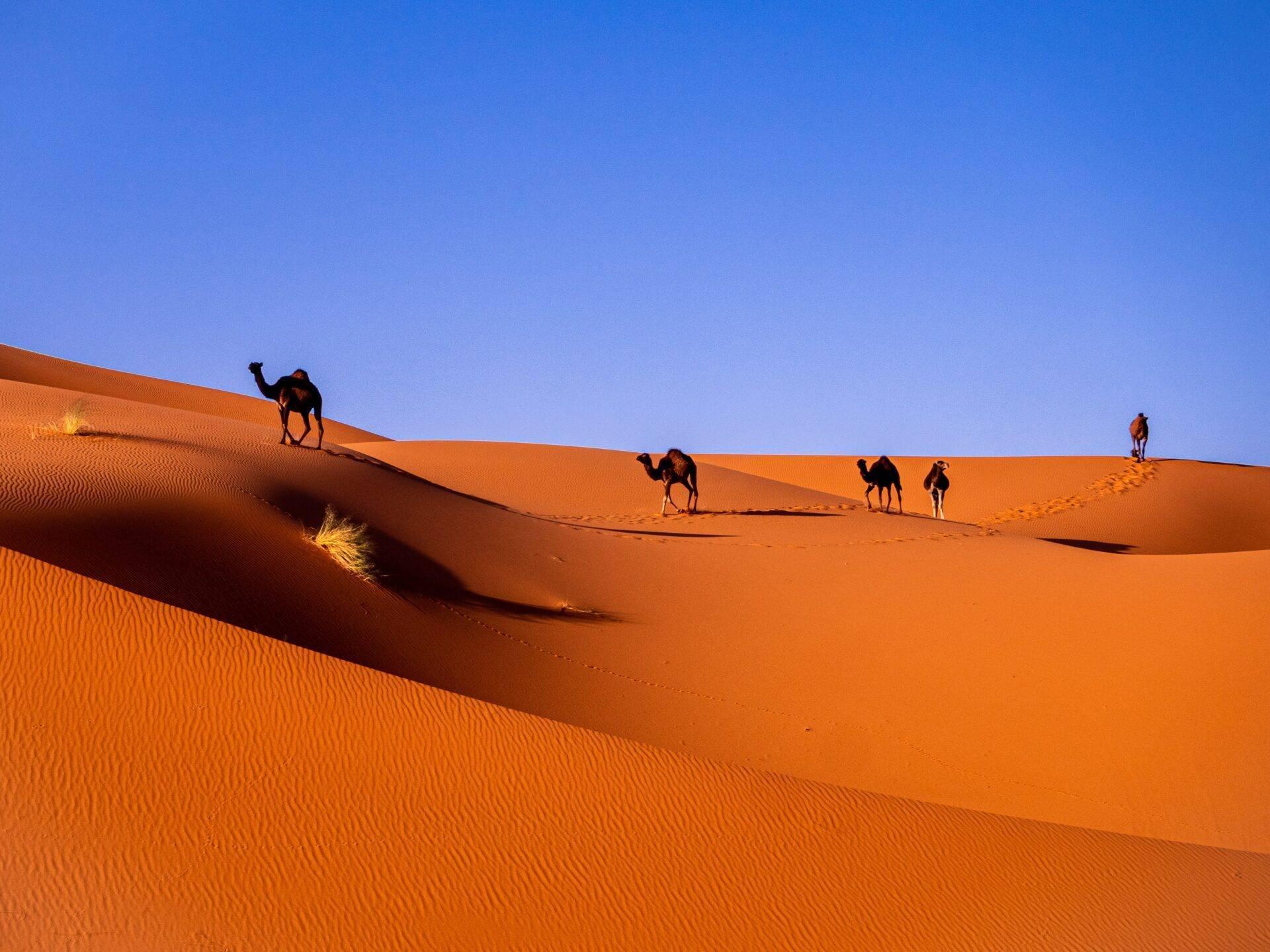 Une caravane de chameaux traverse les dunes de sable orange d’un désert sous un ciel bleu dégagé