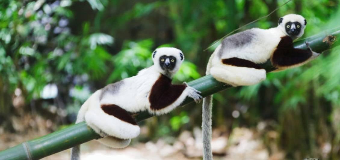 Deux lémurs aux yeux ronds et au pelage blanc et noir reposent sur une branche de bambou en forêt tropicale verte