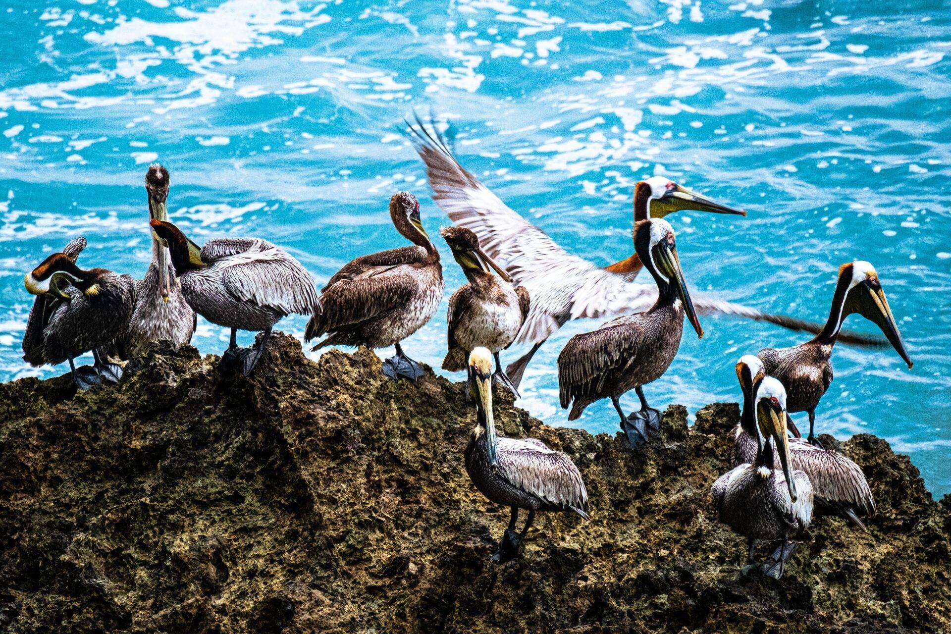 Un groupe de pélicans bruns perchés sur des rochers face à une mer turquoise étincelante