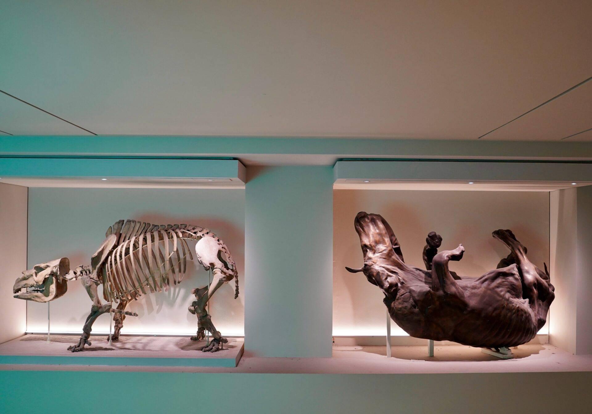 Squelettes de dinosaures exposés dans des vitrines illuminées d’un musée, avec éclairage ambré et architecture moderne