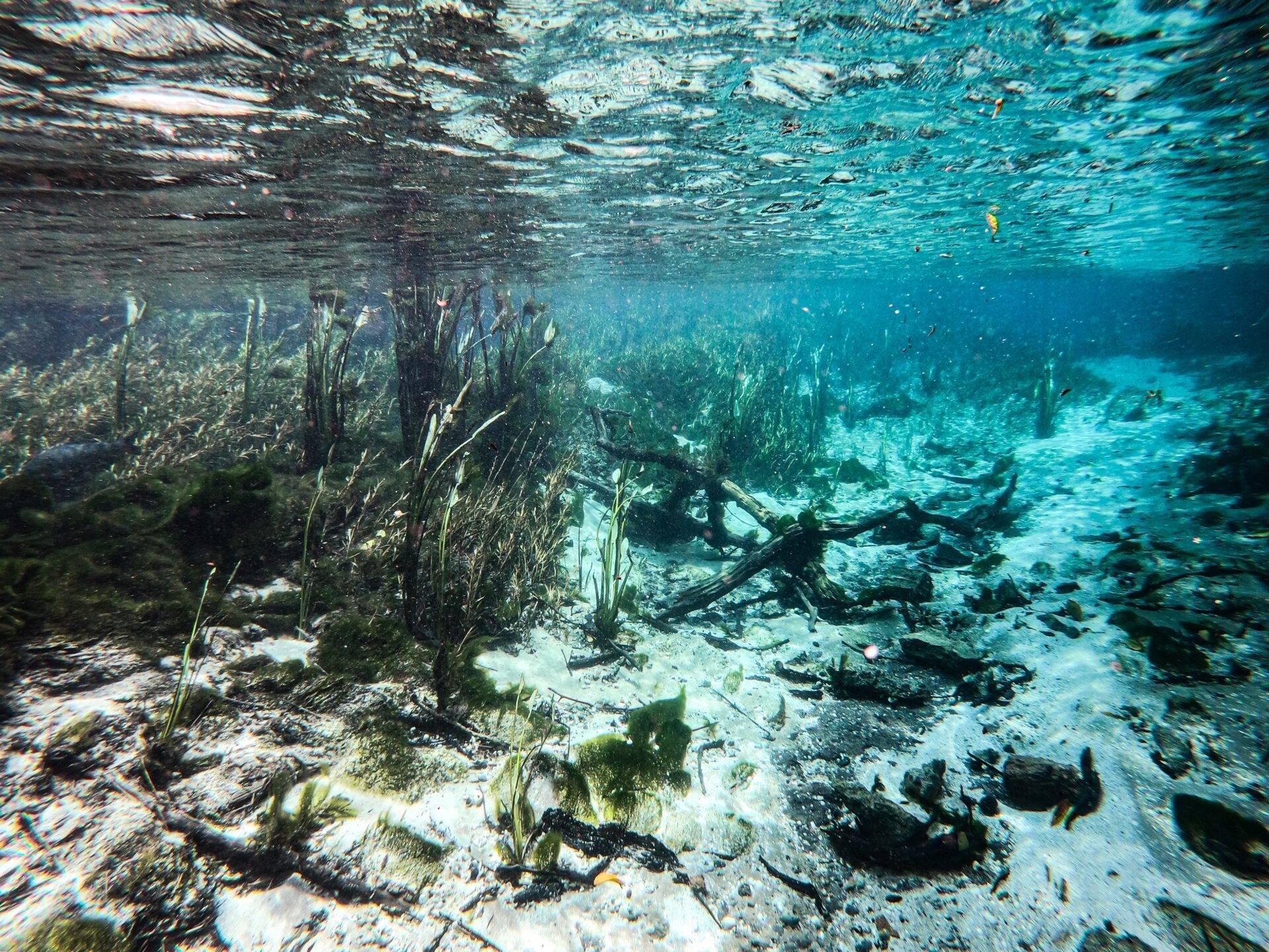 Vue sous-marine d’une mangrove avec seagrass, débris de bois et poissons en eau cristalline