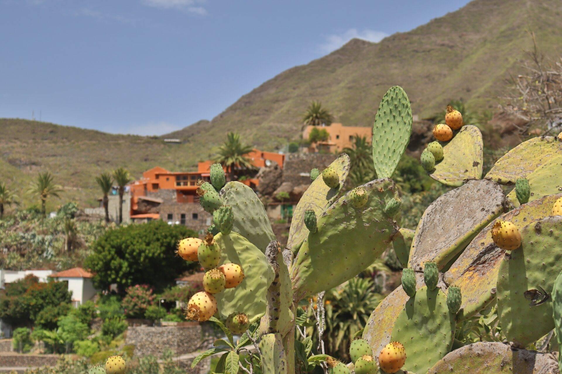 Cactus de figuier de Barbarie en fleur avec maisons en pierre ocre dans une vallée montagneuse sous un ciel bleu
