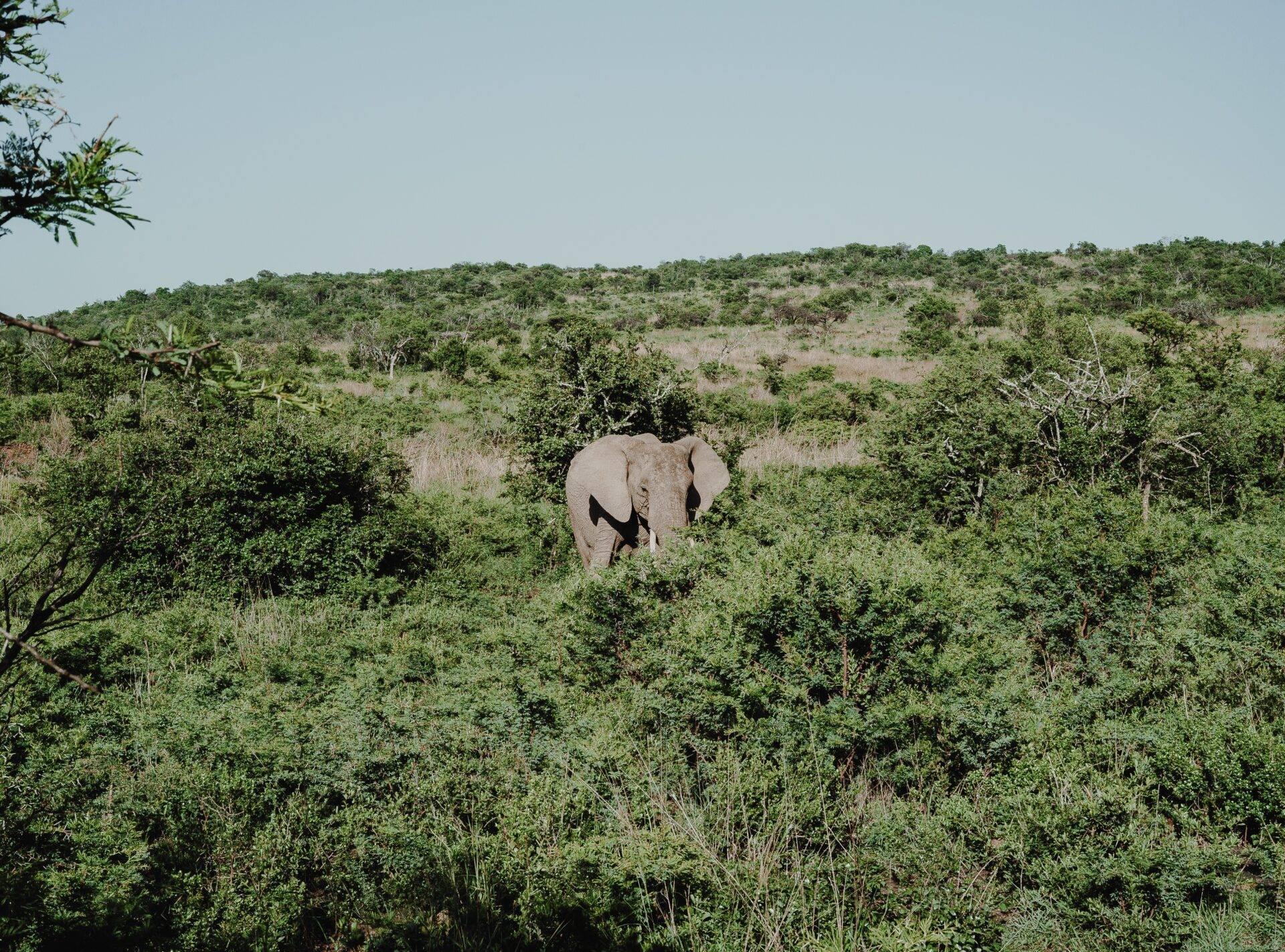 Un éléphant d’Afrique marche seul à travers la savane boisée, entouré d’une végétation dense et verte