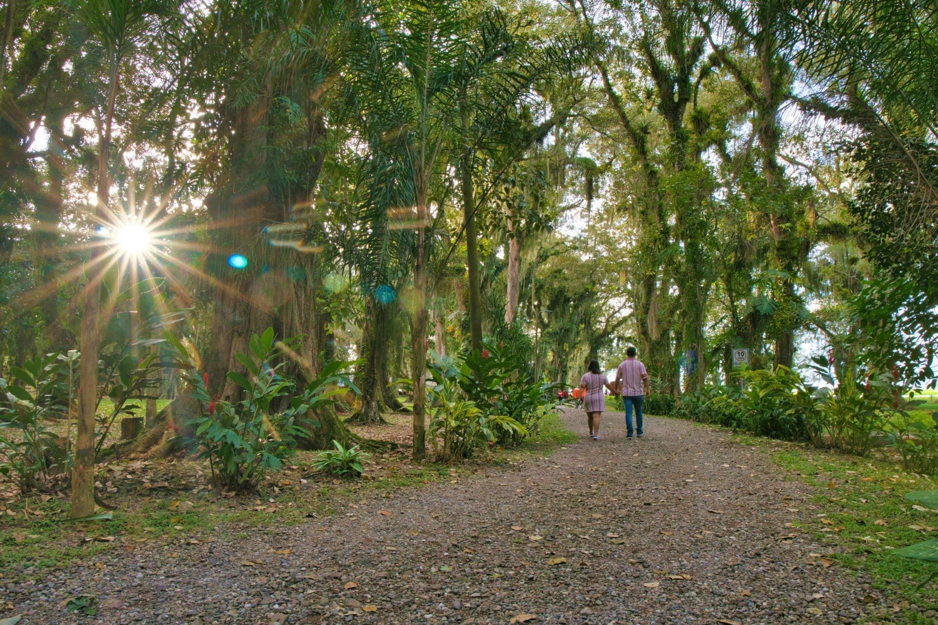 Allée ombragée bordée de grands arbres avec deux personnes marchant sur un sentier de terre battue en forêt tropicale