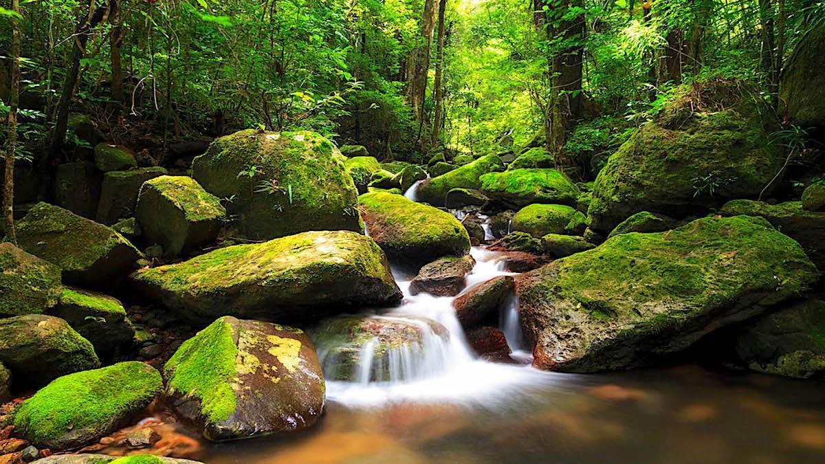 Un ruisseau forestier cascadant entre des rochers couverts de mousse verte dans une forêt tropicale dense