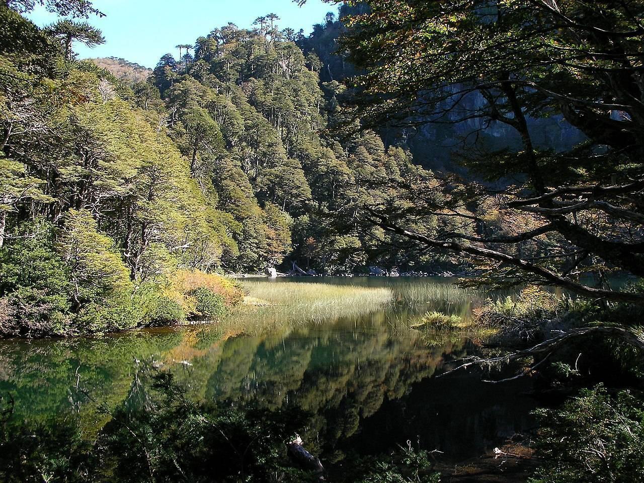 Un lac calme entouré de forêts denses et de montagnes boisées sous un ciel dégagé