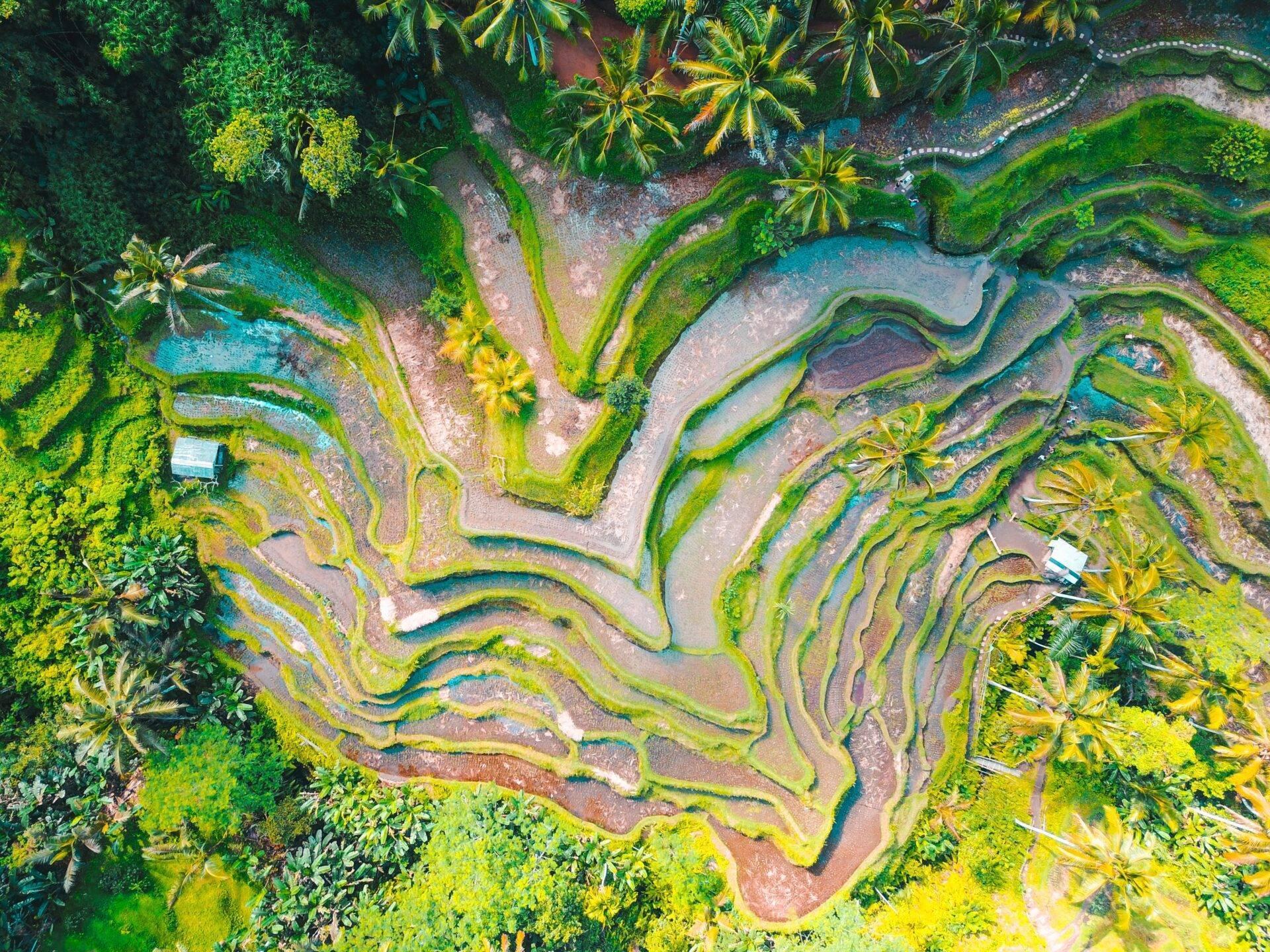 Vue aérienne de rizières en terrasses avec canaux d’irrigation sinueux entourées de végétation tropicale verdoyante