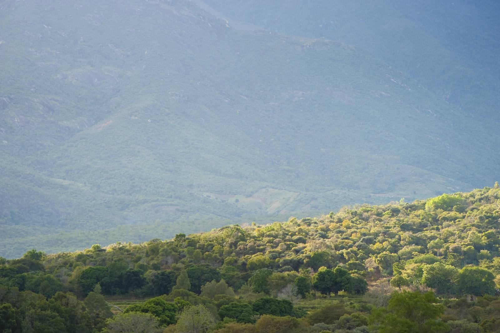 Paysage de vallée montagneux avec forêt dense et brume atmosphérique en arrière-plan