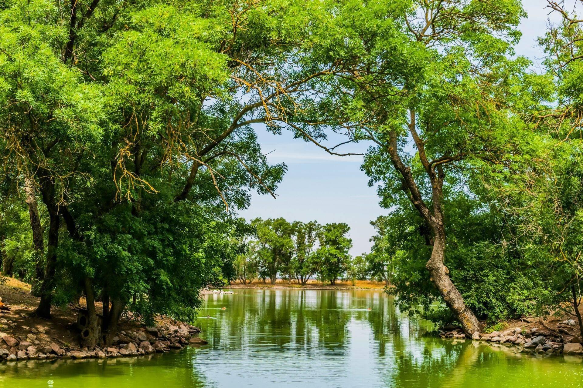 Rivière sinueuse bordée de grands arbres tropicaux luxuriants formant une voûte naturelle verdoyante