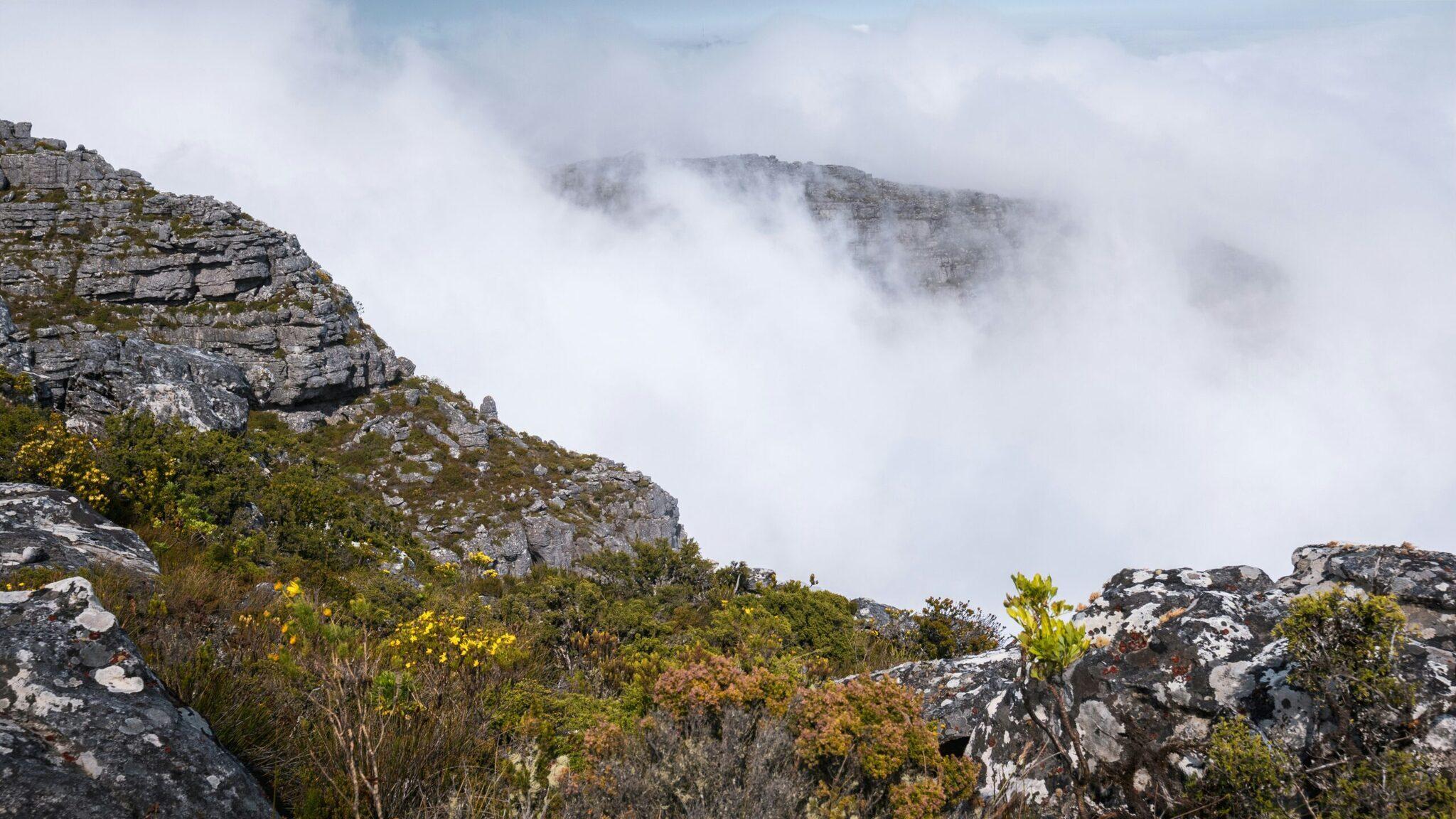Paysage montagneux rocheux avec végétation fynbos et pics enveloppés de brouillard blanc épais