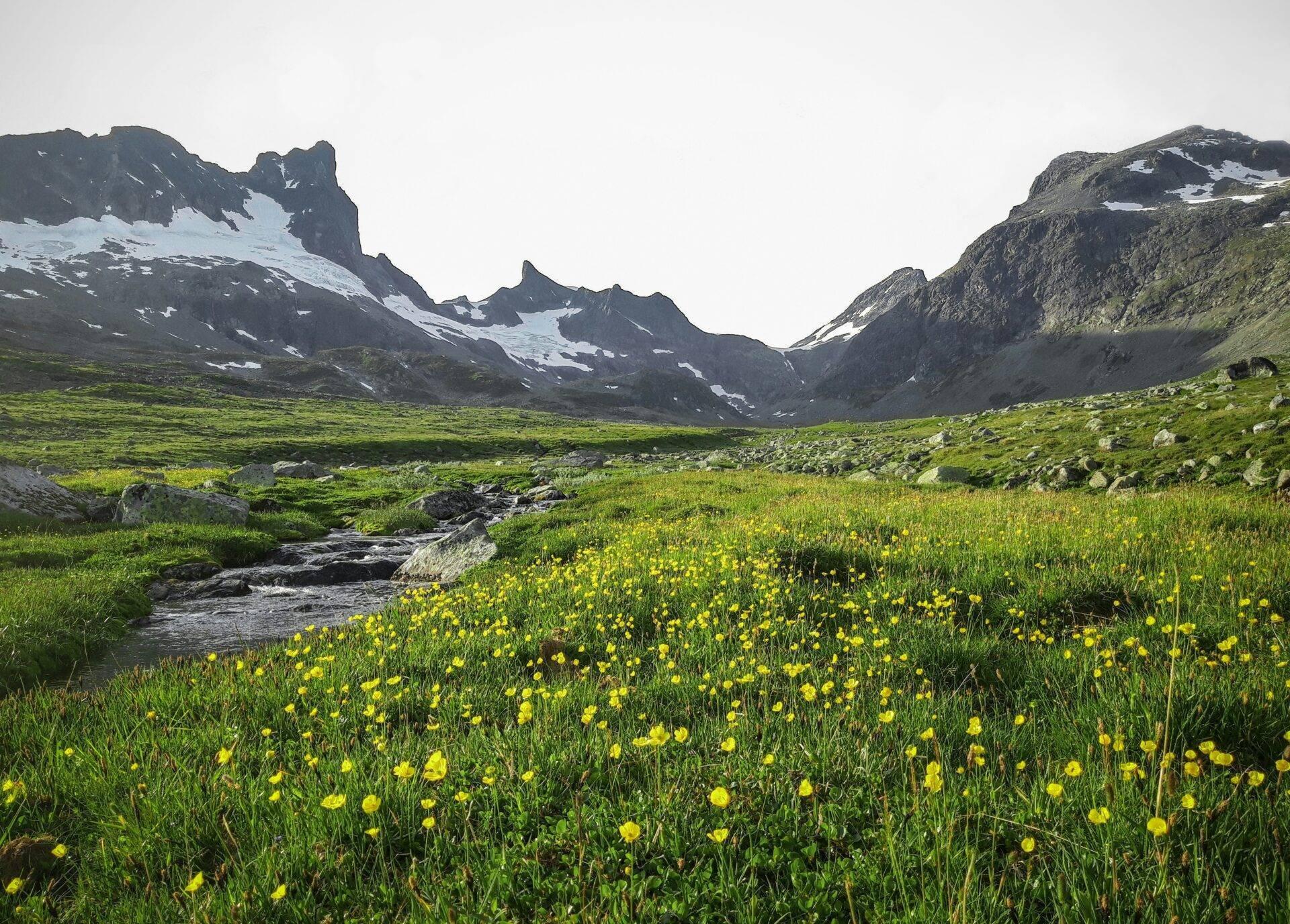 Vallée alpine avec pics enneigés, prairies fleuries de pissenlits jaunes, ruisseau et versants rocheux sous ciel couvert