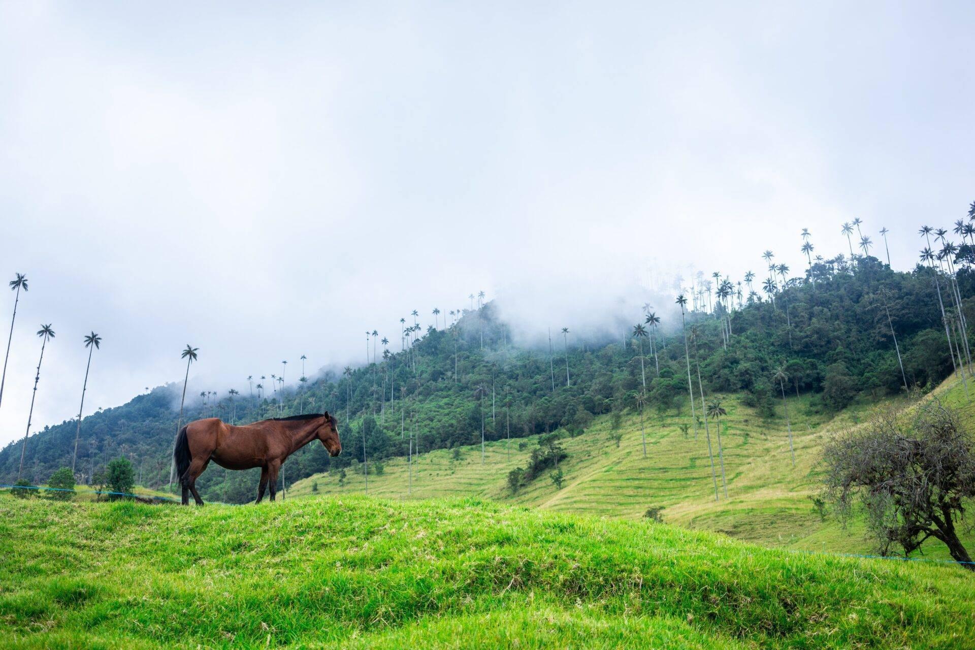 Un cheval brun paît dans une vallée verdoyante parsemée de grands palmiers, avec des montagnes brumeuses en arrière-plan