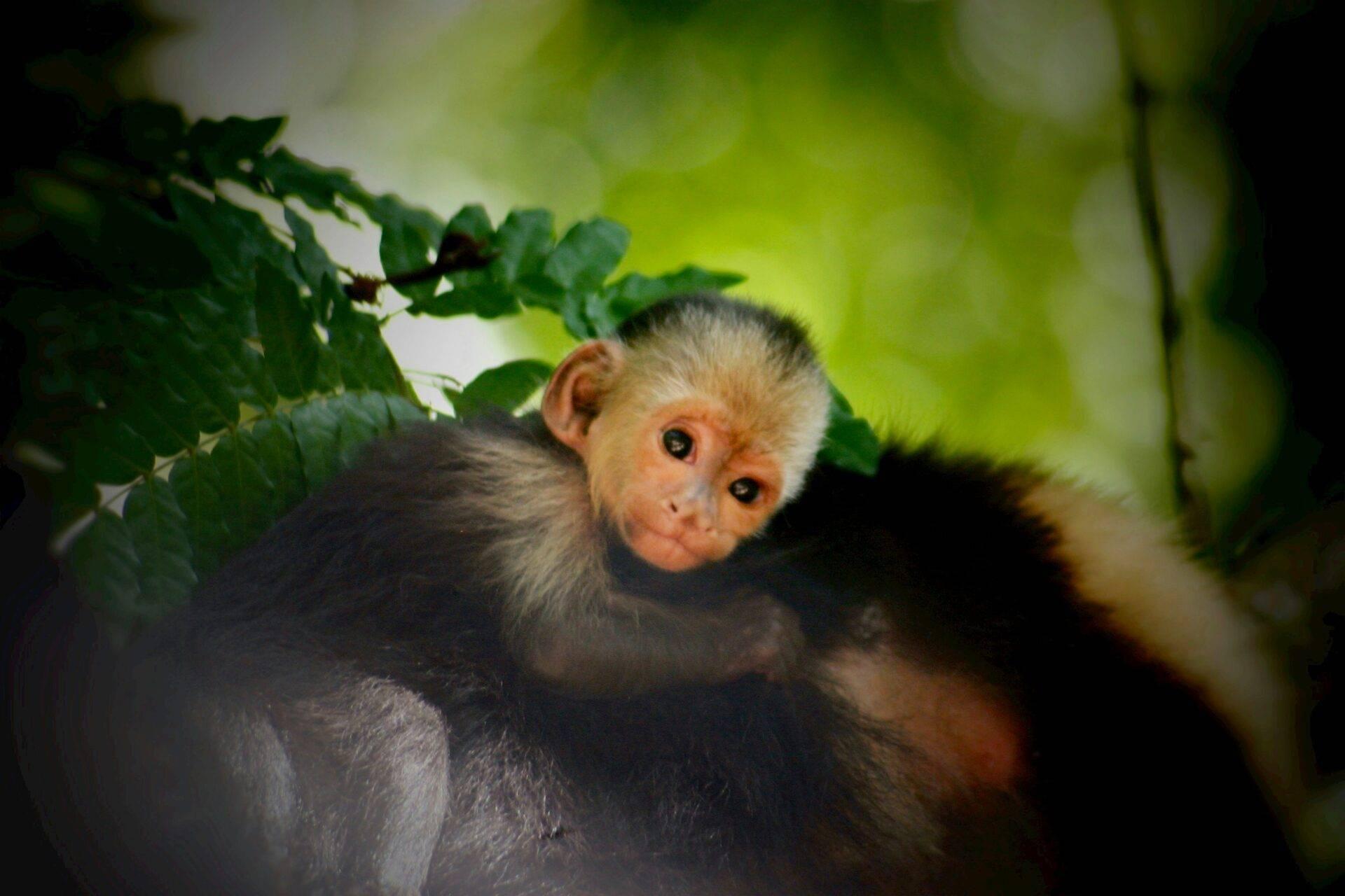 Un jeune singe capucin au pelage noir et blanc regardant la caméra parmi des feuilles vertes