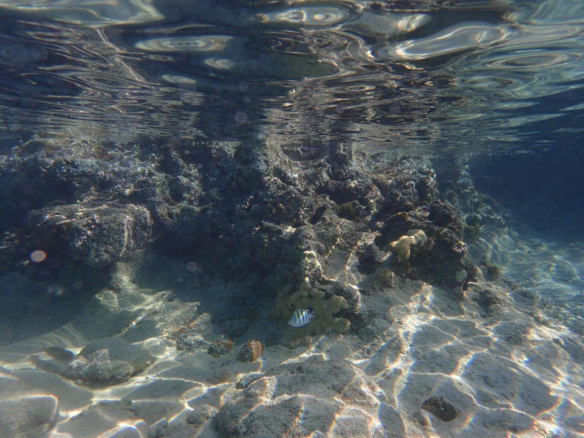 Vue sous-marine d’une épave de bateau recouverte de corail et de vie marine tropicale