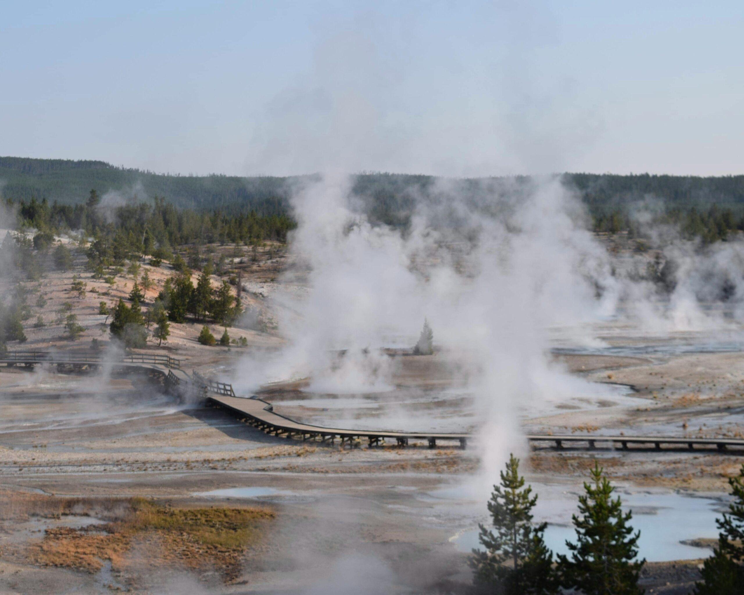 Troupeau de bisons dans les prairies de Yellowstone, avec forêt et ciel bleu en arrière-plan