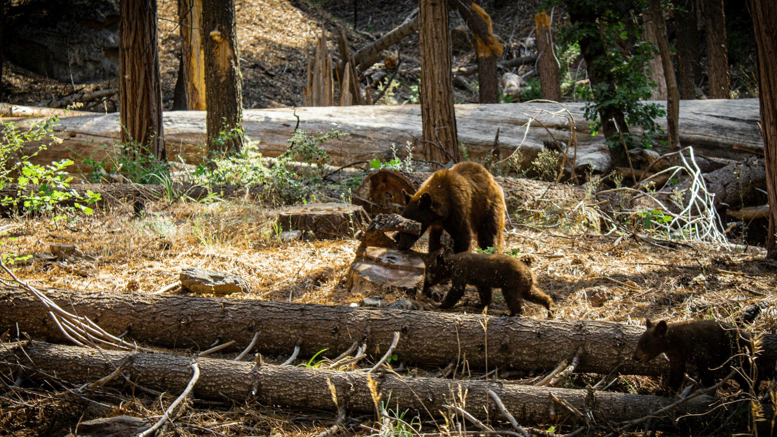Séquoia géant centenaire dans la Mariposa Grove du parc national de Yosemite