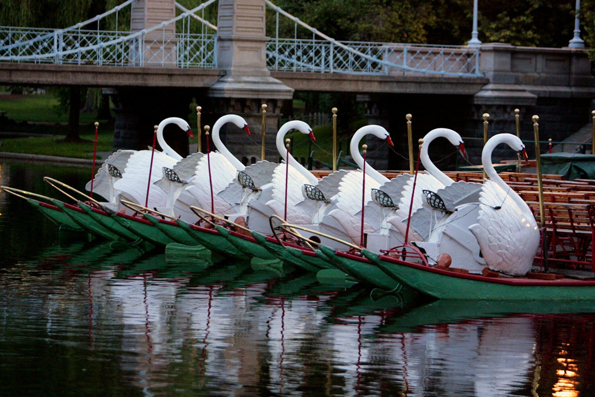 Six cygnes blancs amarrés sur des barques vertes dans un étang urbain près d’un pont historique
