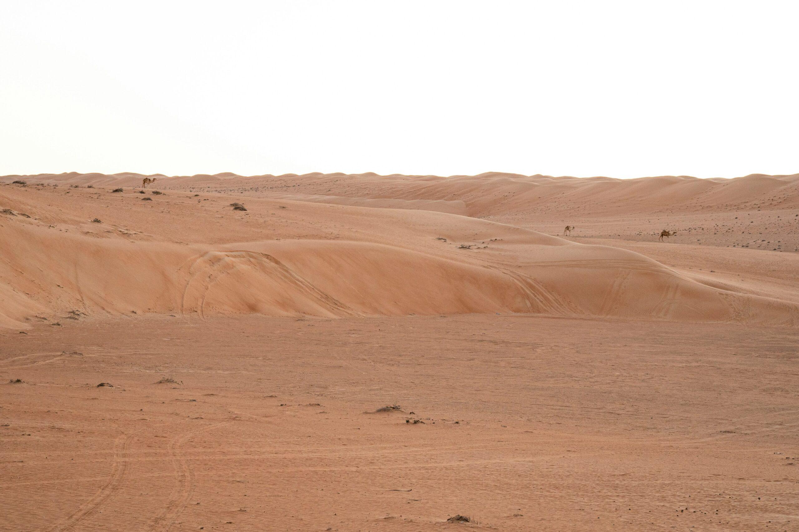 Voyageur à dos de chameau sur les immenses dunes du désert de Wahiba Sands (Sharqiya Sands), Oman