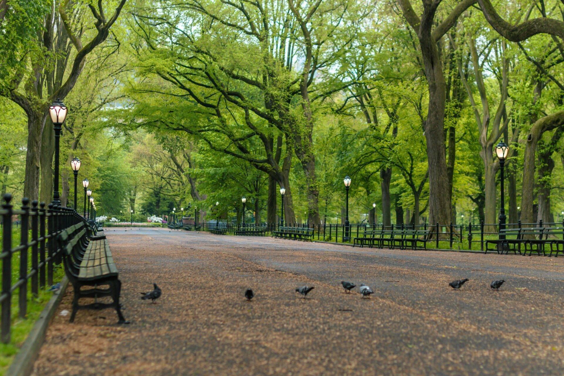 Une allée ombragée d’un parc urbain avec bancs, lampadaires et pigeons sous une voûte de grands arbres feuillus