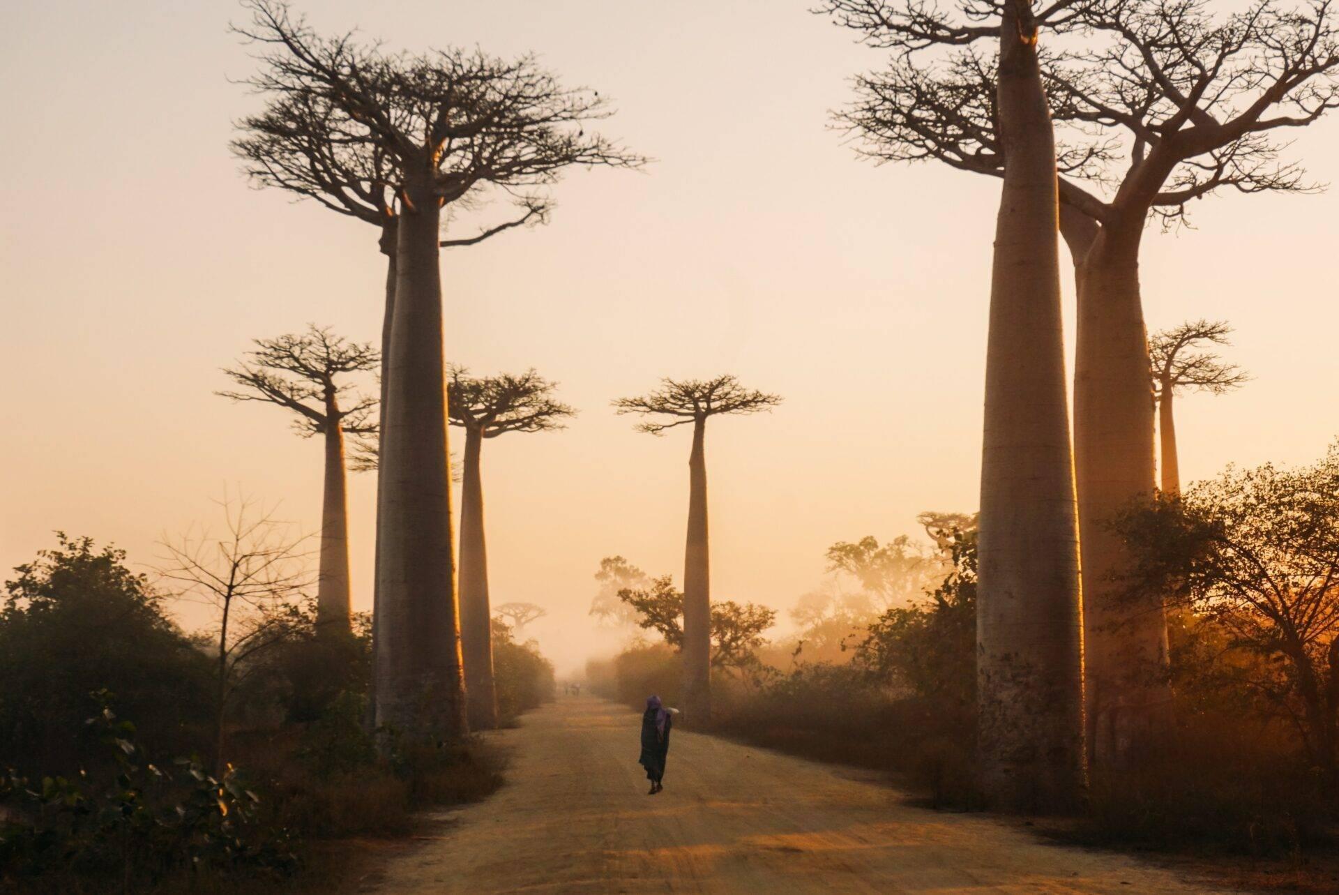 Une personne marche sur une allée de terre entre de majestueux baobabs aux troncs massifs à l’heure dorée