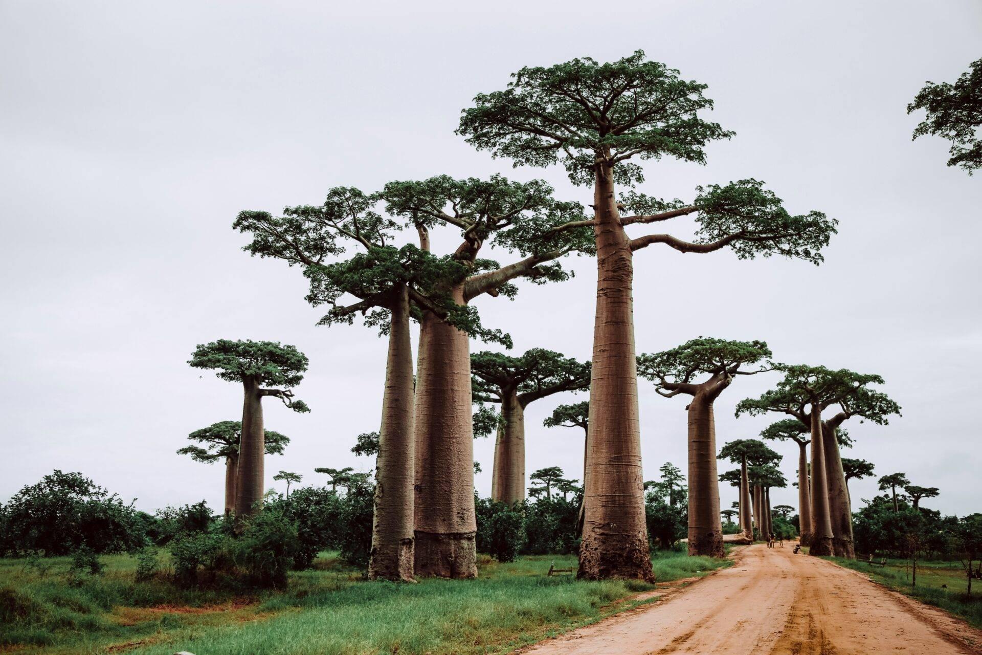 Allée de baobabs géants aux troncs massifs bordant une route de terre rouge en Afrique