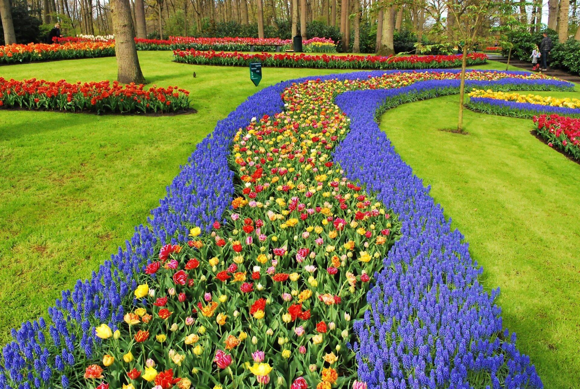 Un jardin de tulipes multicolores bordé de fleurs bleues avec des arbres et pelouse verte
