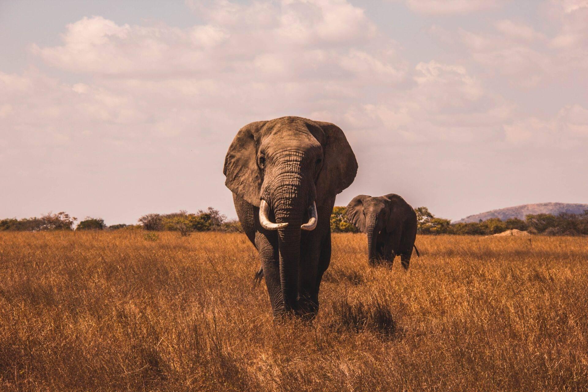 Un éléphant adulte et son petit marchent dans une savane aride sous un ciel nuageux