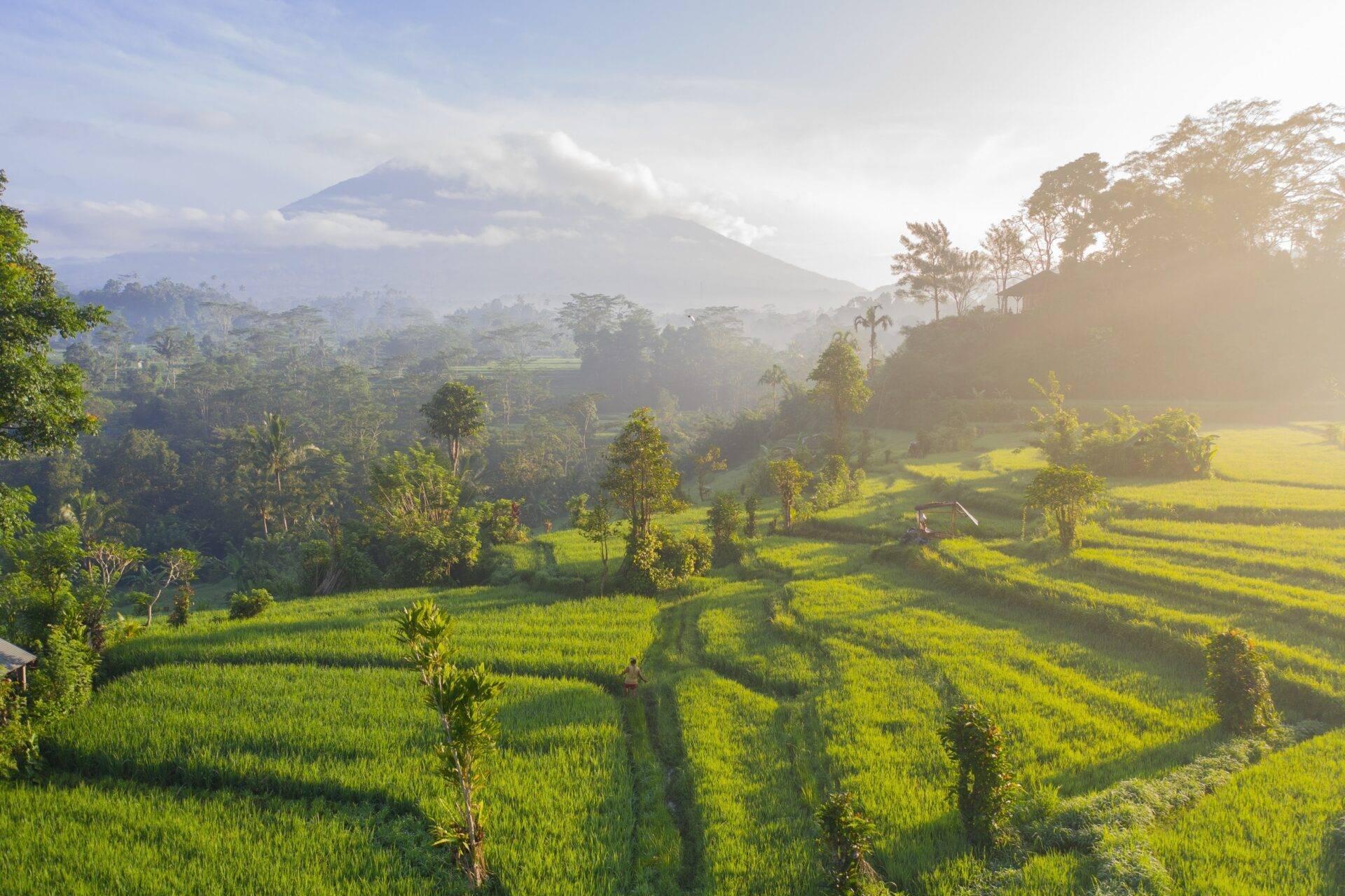 Rizières en terrasses verdoyantes avec un volcan enneigé au loin dans un paysage montagneux tropical