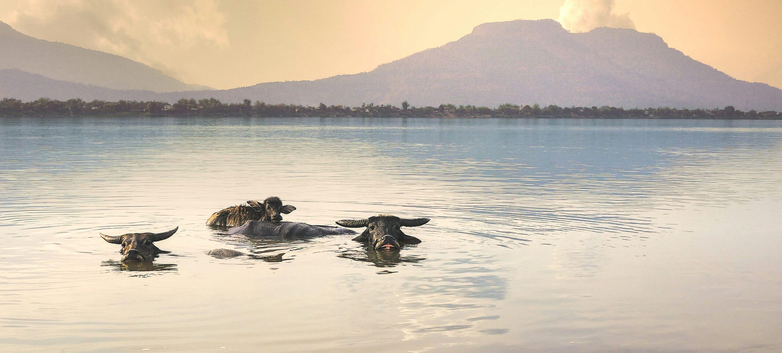 Trois buffles d’eau se baignent dans une rivière calme avec une montagne majestueuse en arrière-plan