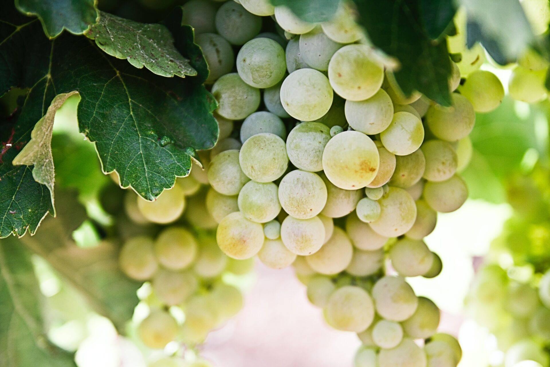 Grappe de raisins blancs et horloge indiquant minuit, symboles du rituel des uvas de la suerte lors du Nouvel An espagnol