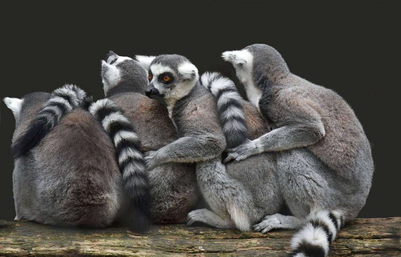 Un groupe de lémuriens aux yeux dorés assis ensemble sur une branche, sur fond sombre