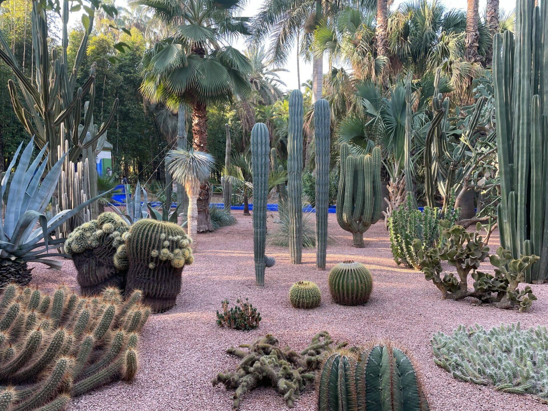 Un jardin botanique désertique avec cactus géants, palmiers et succulentes sur sol de gravier rougeâtre