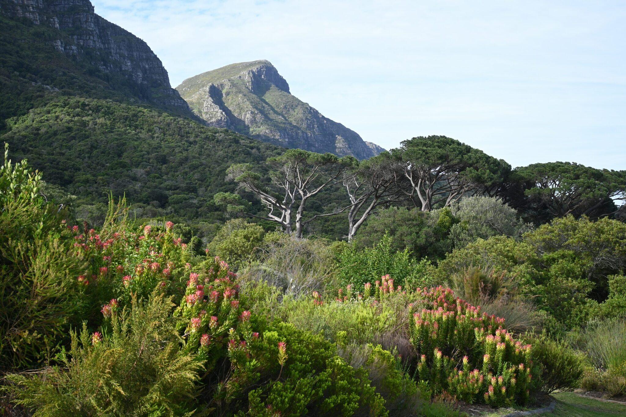 Paysage montagneux avec végétation méditerranéenne, fleurs roses et arbres aux troncs blancs caractéristiques