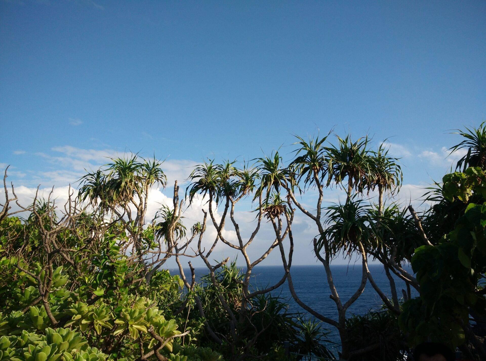 Vue sur l’océan bleu encadré par des arbres tropicaux aux troncs sinueux sous un ciel dégagé
