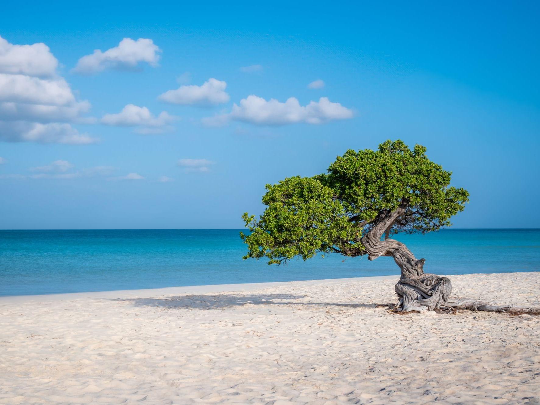 Un arbre noueux aux branches élancées pousse seul sur une plage de sable blanc face à la mer turquoise