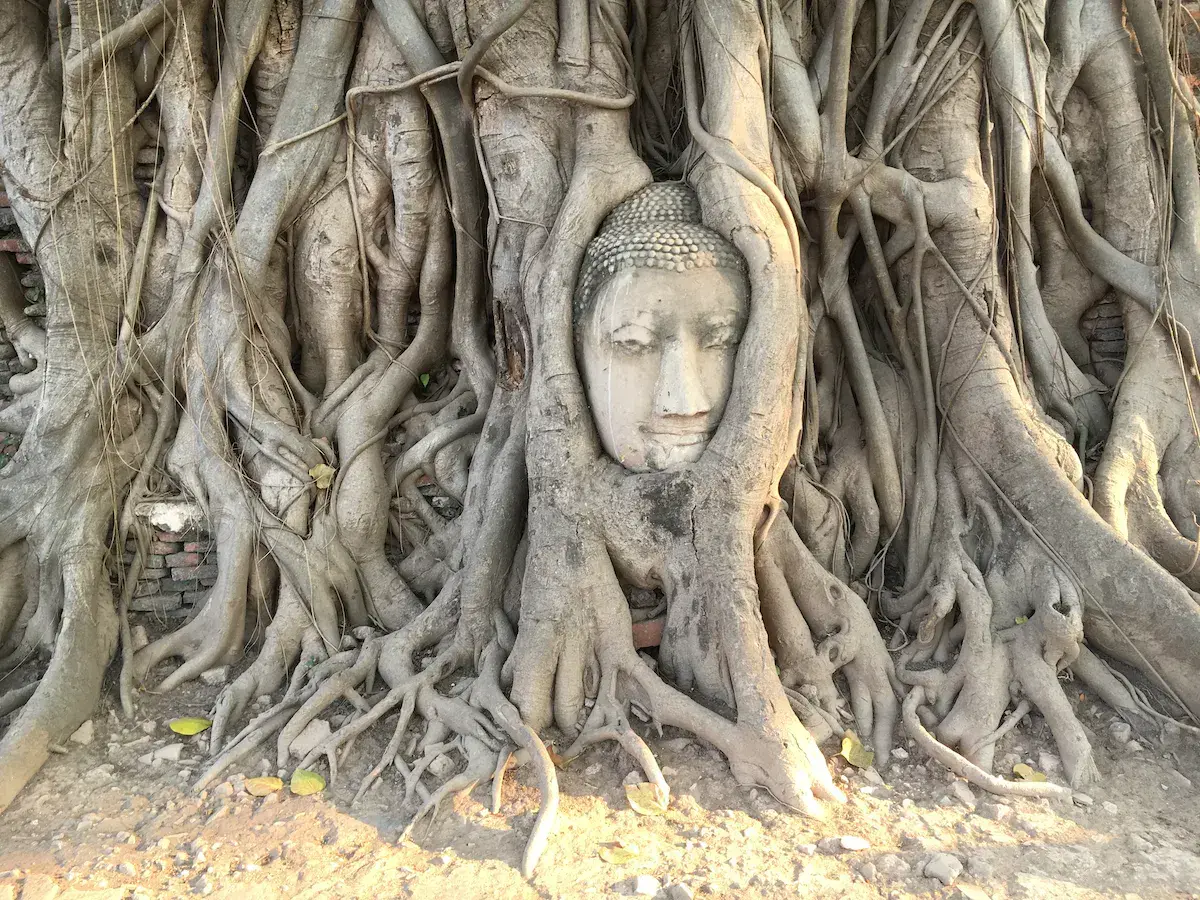 Tête de Bouddha en pierre enchâssée dans les racines d’un arbre géant en Thaïlande