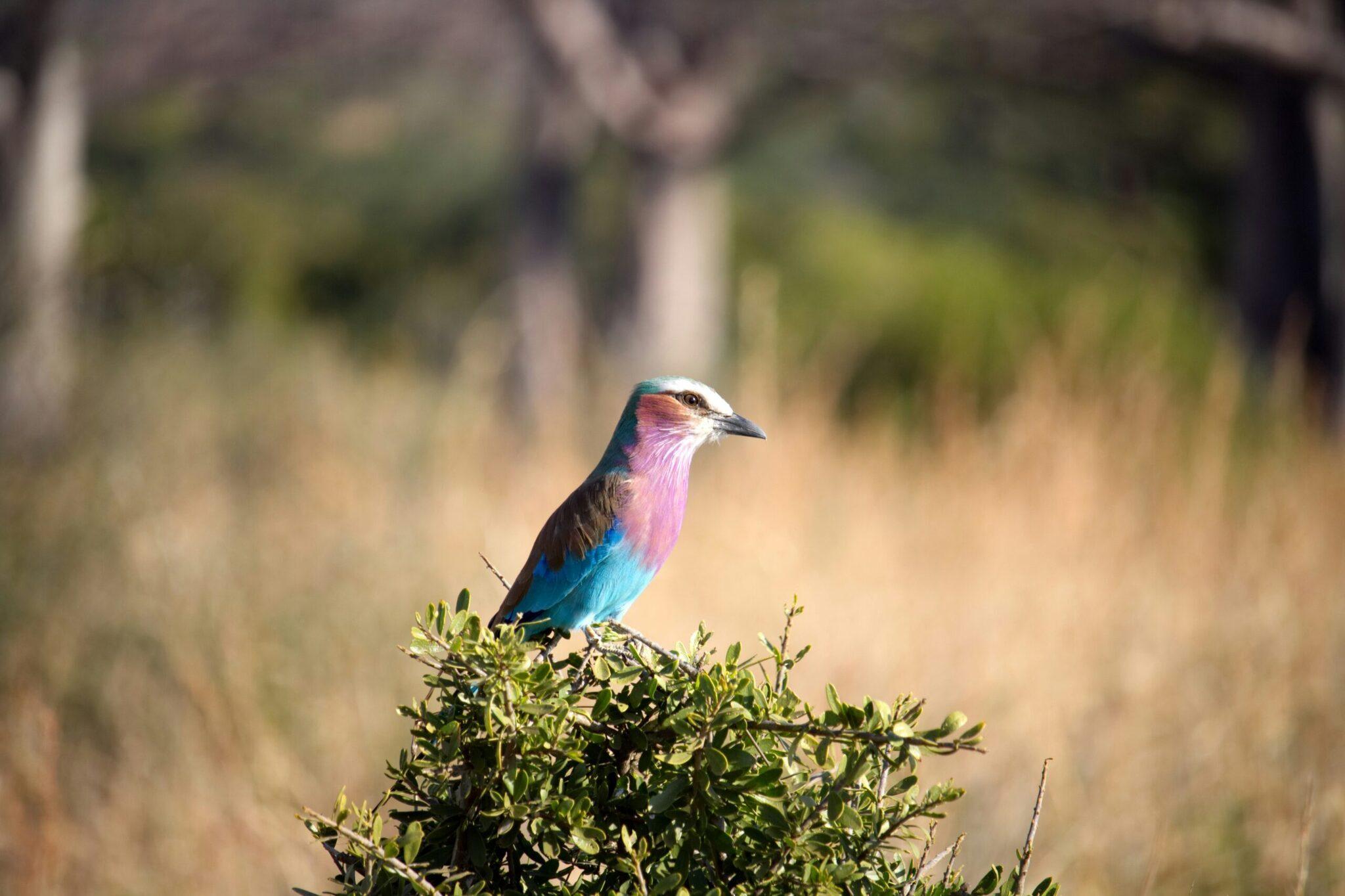Un oiseau aux plumes rose et bleu vif perché sur un buisson dans un paysage aride