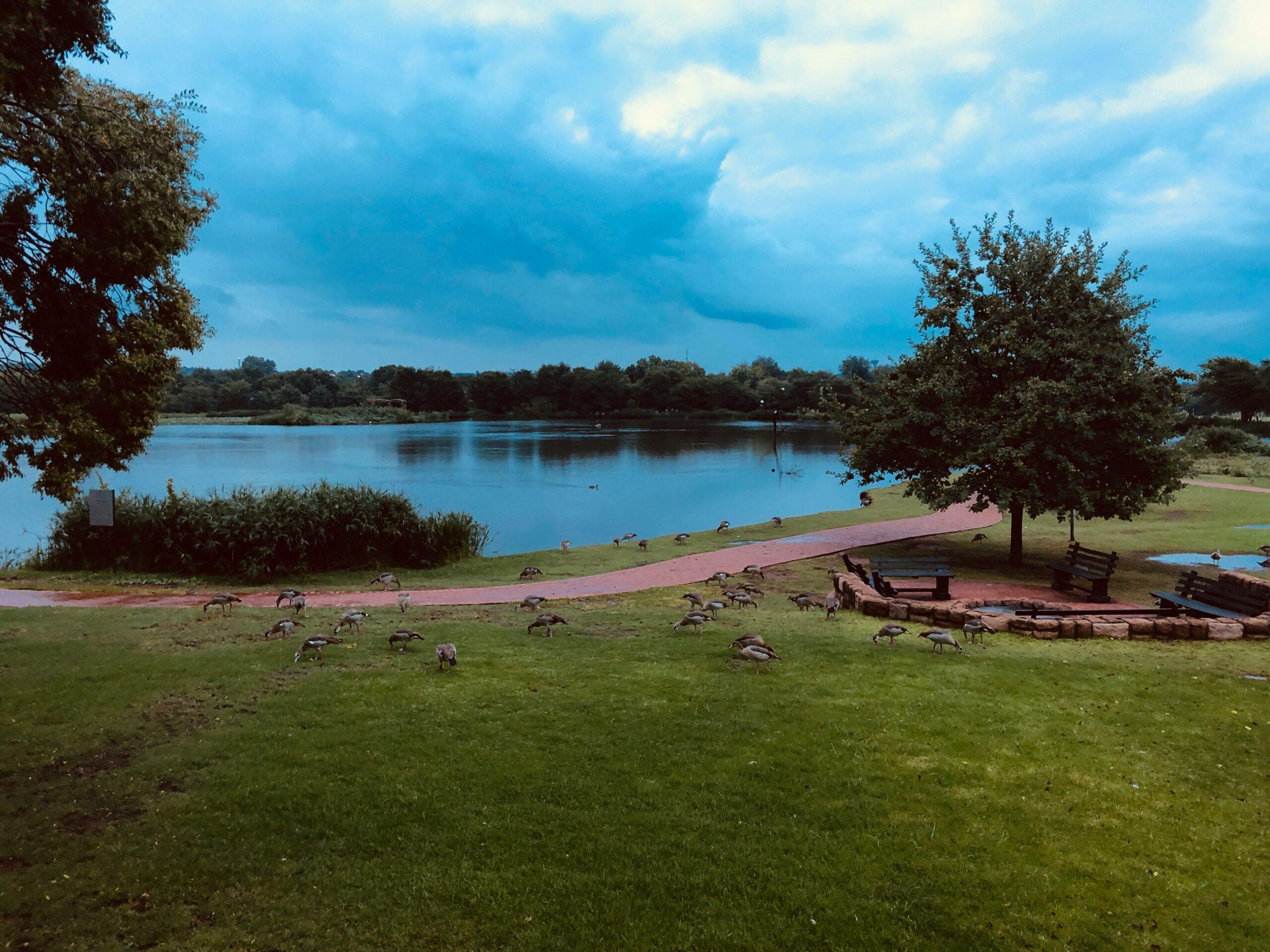 Un parc lacustre avec des oies sauvages paissant sur l’herbe face à un lac tranquille sous ciel bleu