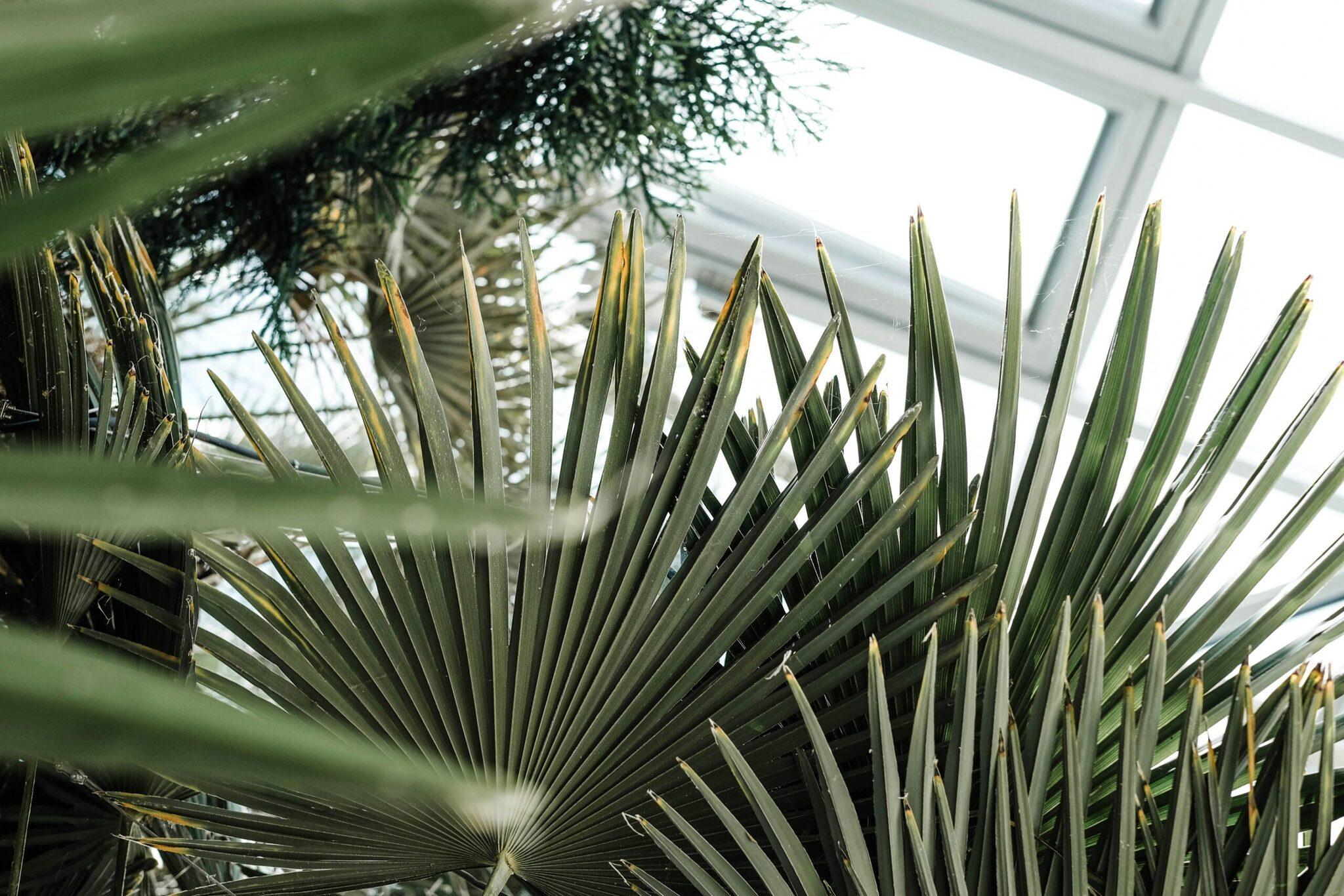 Feuilles de palmier vert vif dans une serre ou jardin botanique avec vue sur le ciel clair