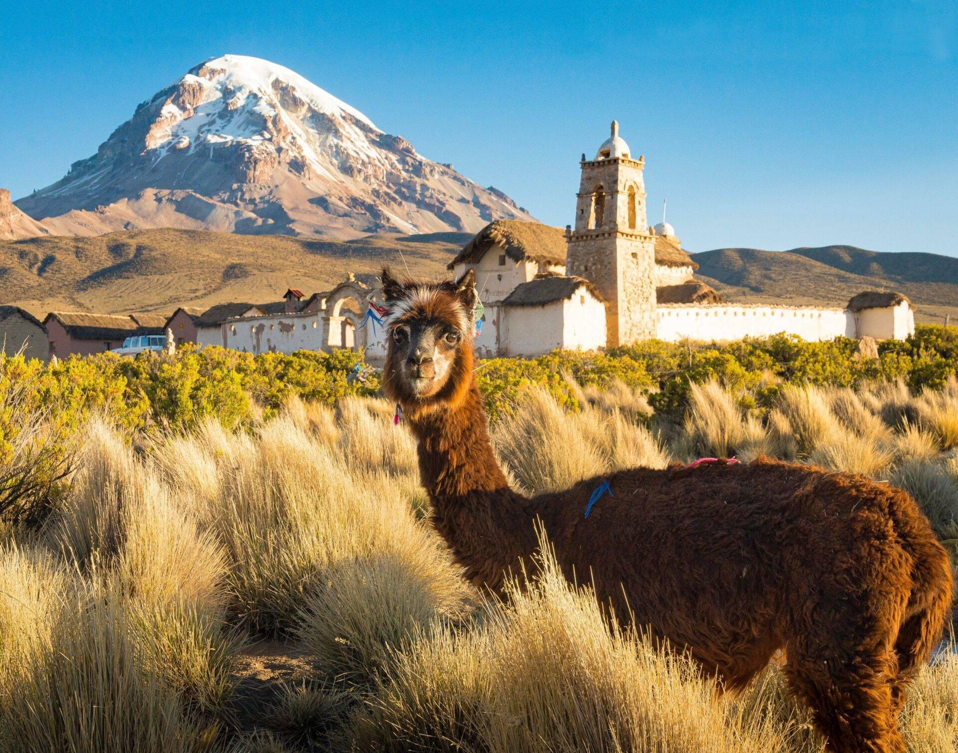 Un lama brun dans les hautes terres andines face à une église blanche coloniale et un volcan enneigé