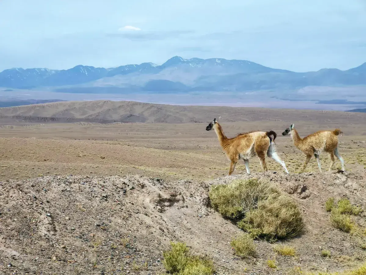 Deux guanacos traversent une plaine aride avec des montagnes enneigées en arrière-plan