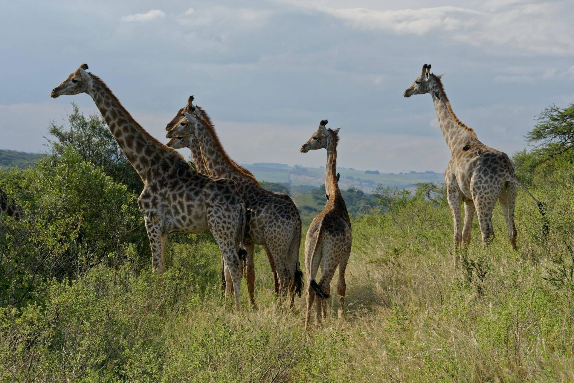 Un groupe de girafes dans la savane verdoyante d’Afrique centrale, paysage vallonné en arrière-plan
