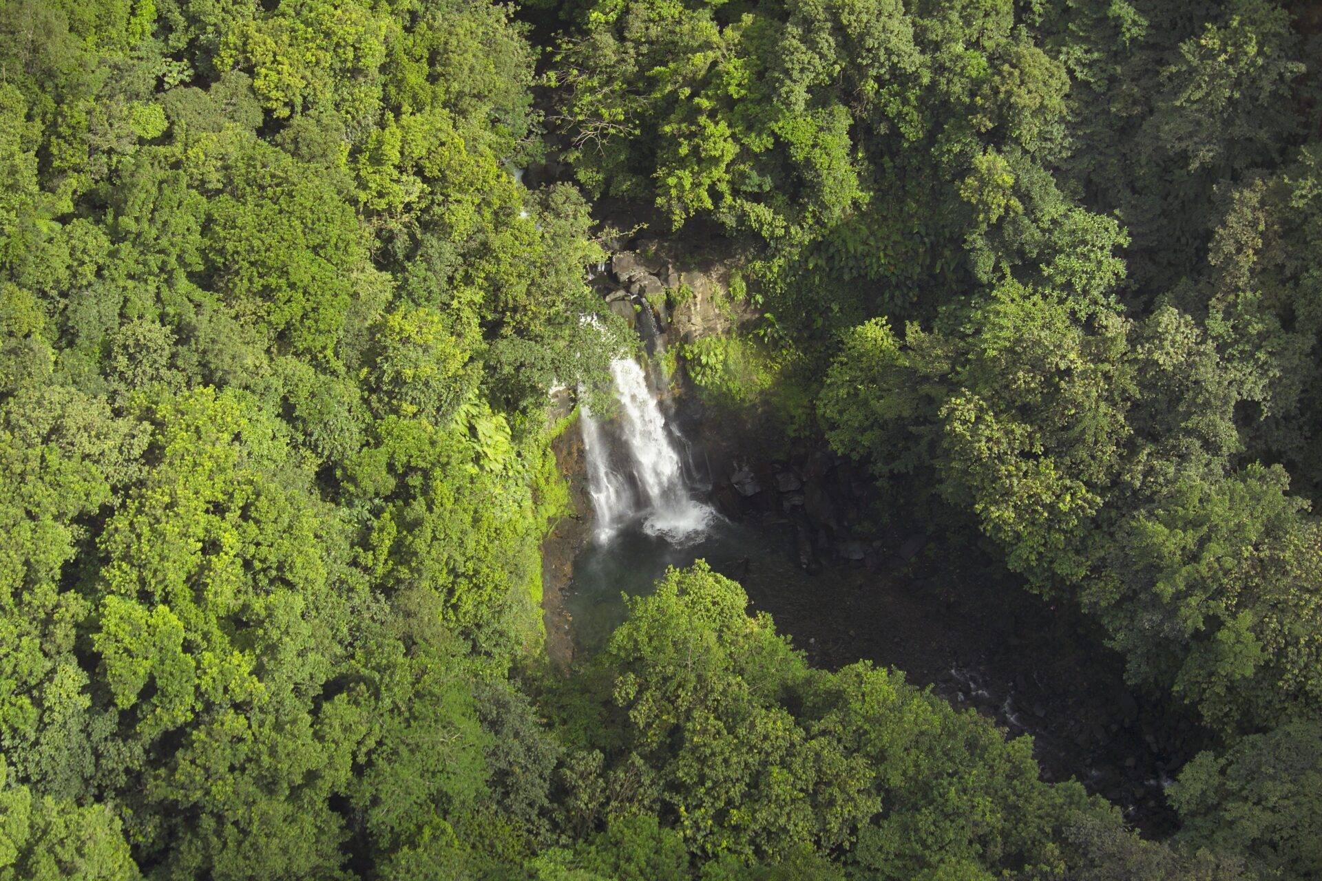 Une cascade blanche dégringole au cœur d’une dense forêt tropicale verte et luxuriante